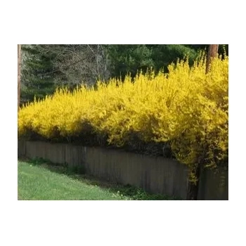FORSYCJA żółte słońce w ogrodzie - sadzonki 40 / 60 cm